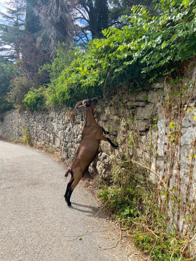 La Frigoule, Un Gite Au Coeur Du Parc Des Cevennes Generargues Exteriér fotografie