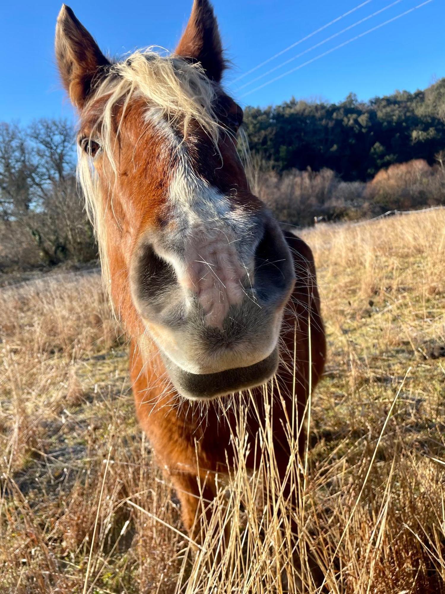 La Frigoule, Un Gite Au Coeur Du Parc Des Cevennes Generargues Exteriér fotografie